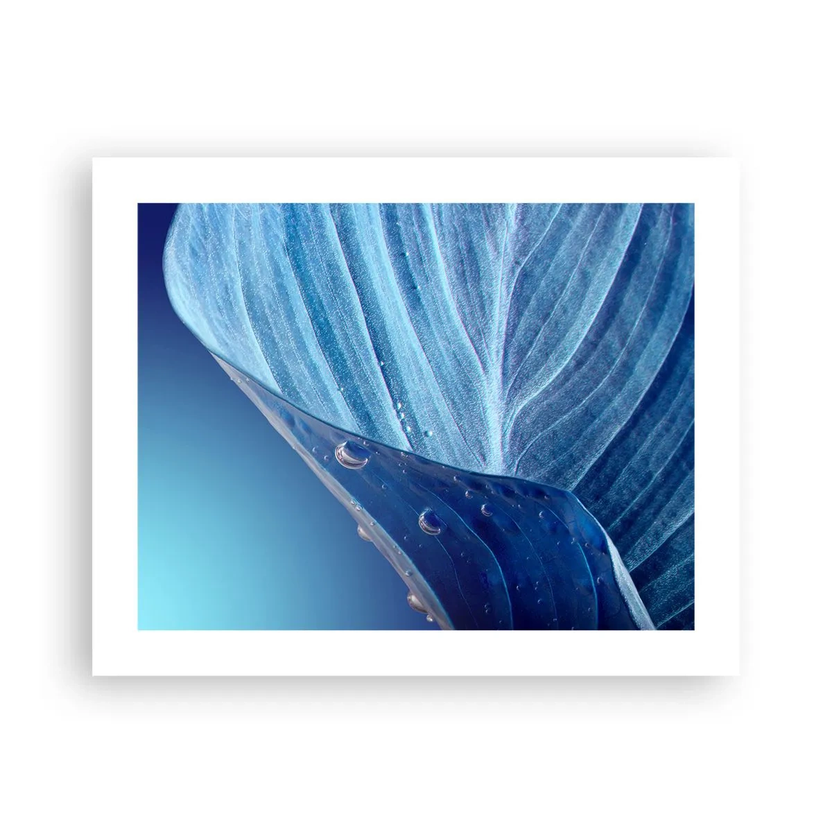 Affiche - Poster - Gouttes cachées du bleu - 50x40 cm