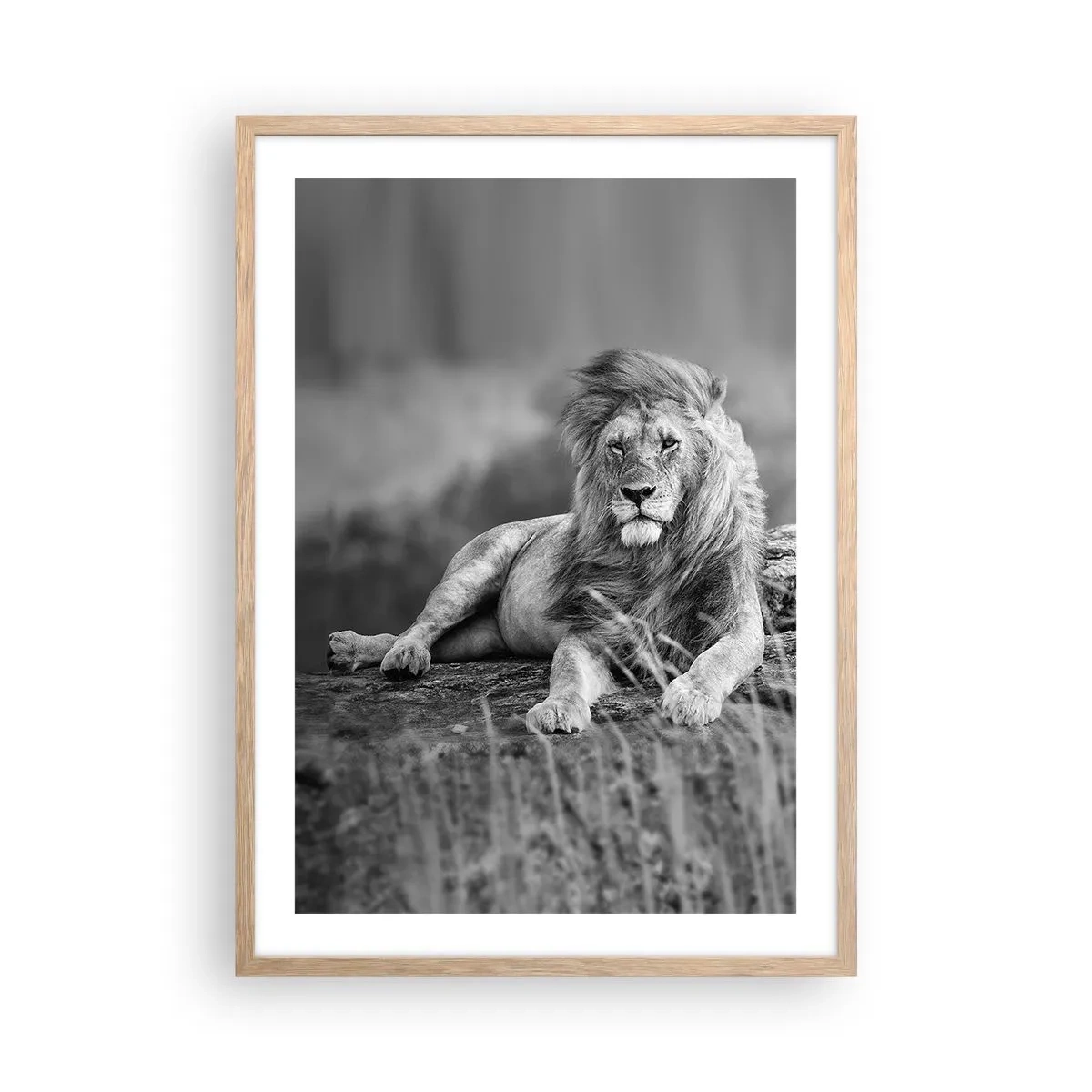 Affiche dans un chêne clair - Poster - Sieste royale - 50x70 cm