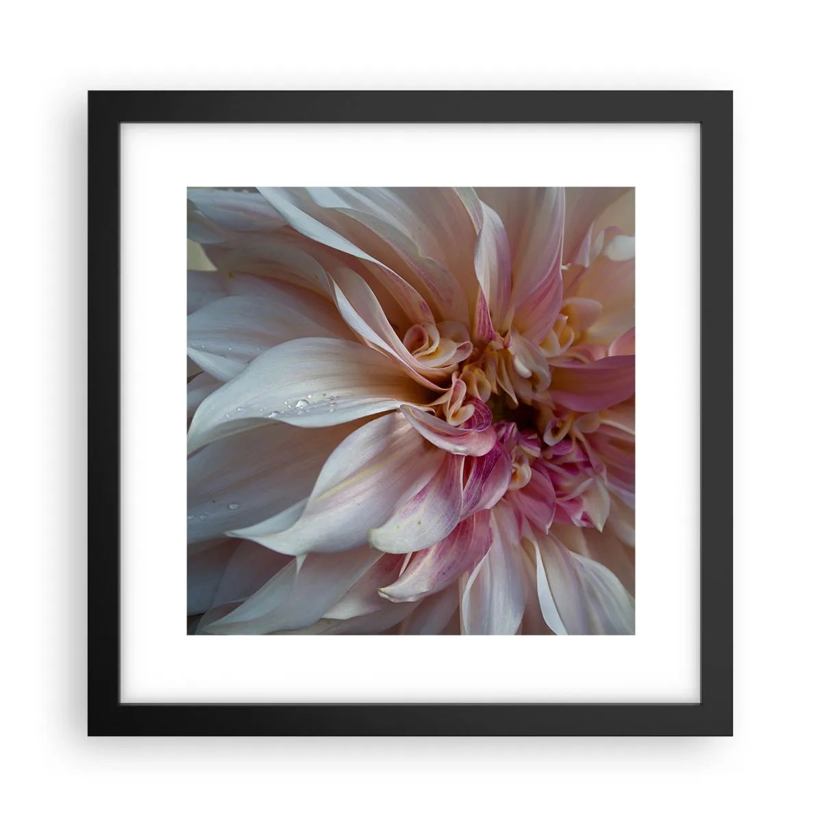 Affiche dans un cadre noir - Poster - Fraîcheur fleurissante - 30x30 cm
