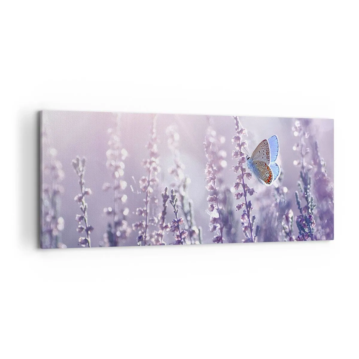 Impression sur toile - Image sur toile - Un papillon sur une lavande en fleurs dans la lumière du matin - 120x50cm - Baiser de papillon - Décoration murale moderne pour le salon et la chambre ARTTOR