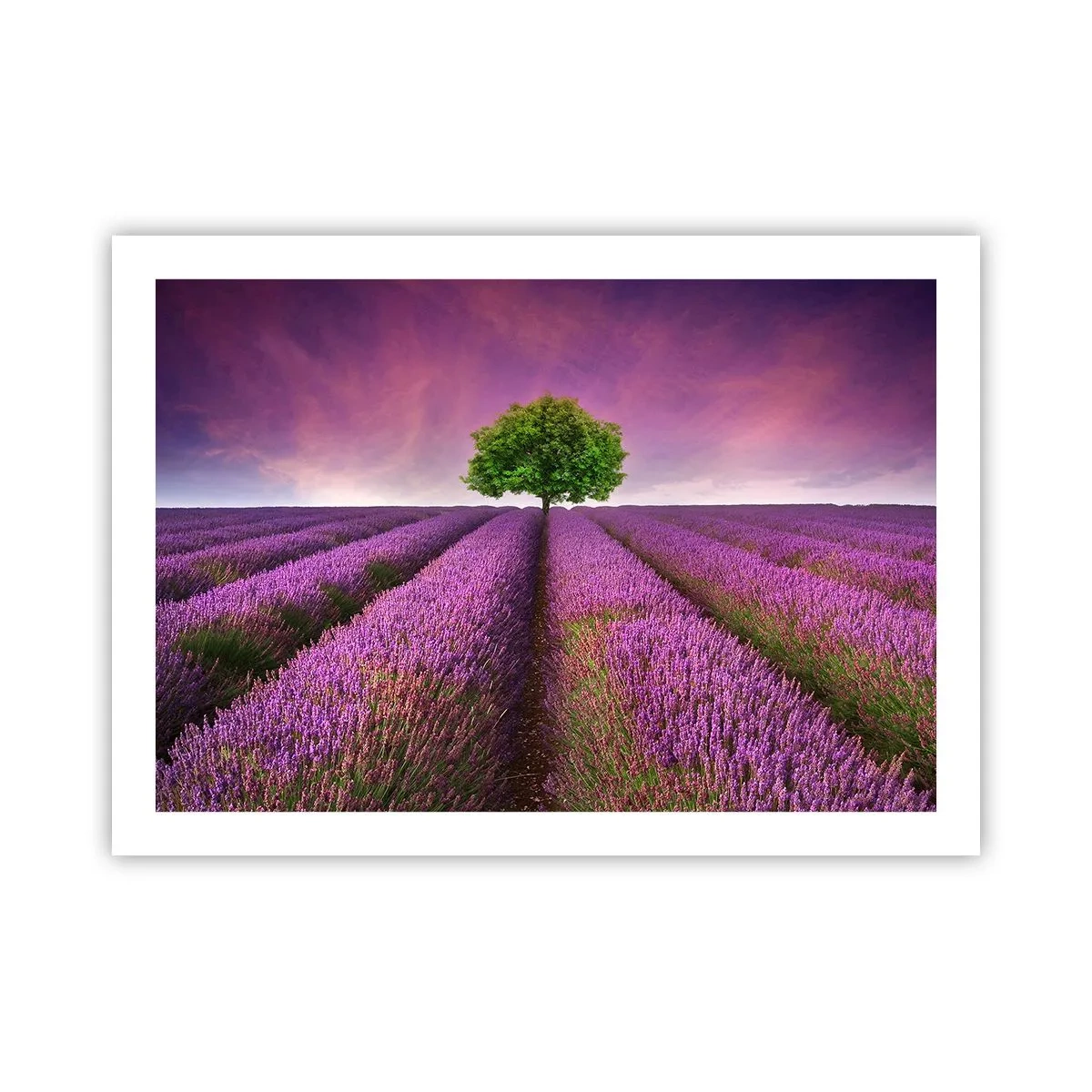 Affiche - Poster - Dans un champs de lavande - 70x50 cm