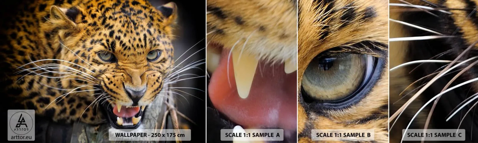 Échantillon De Papier Peint Standard Eco - Reste en retrait, je te préviens ! - Animaux, léopard, Chat sauvage - 100x30 cm