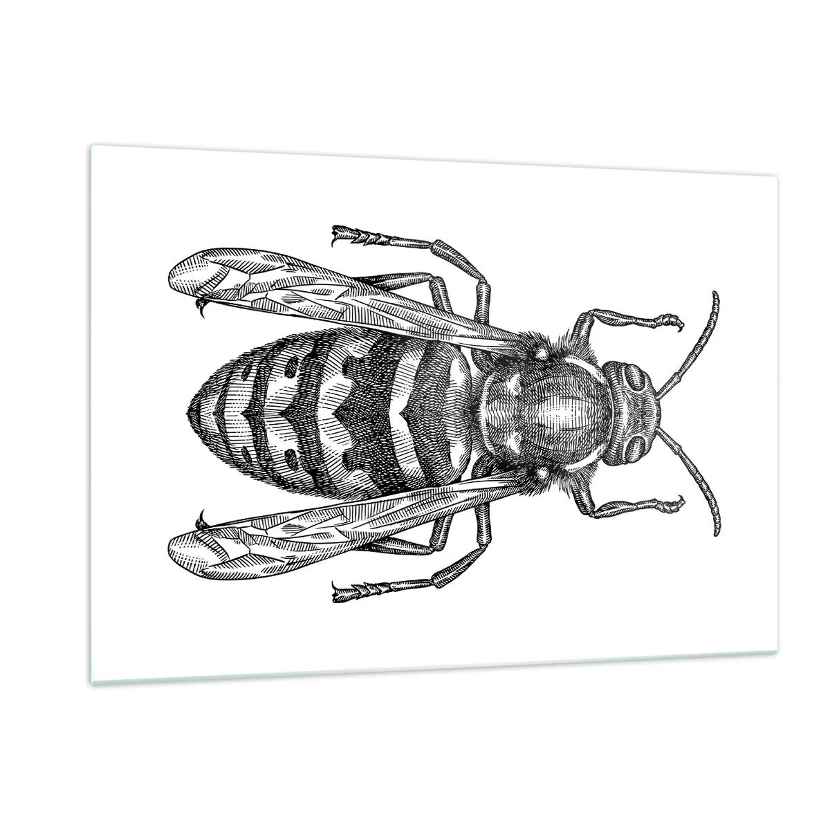 Impression sur verre - Image sur verre - Illustration rétro en noir et blanc d'une guêpe sur fond blanc - 120x80cm - D'une planète d'insectes - Décoration murale moderne pour le salon et la chambre ARTTOR