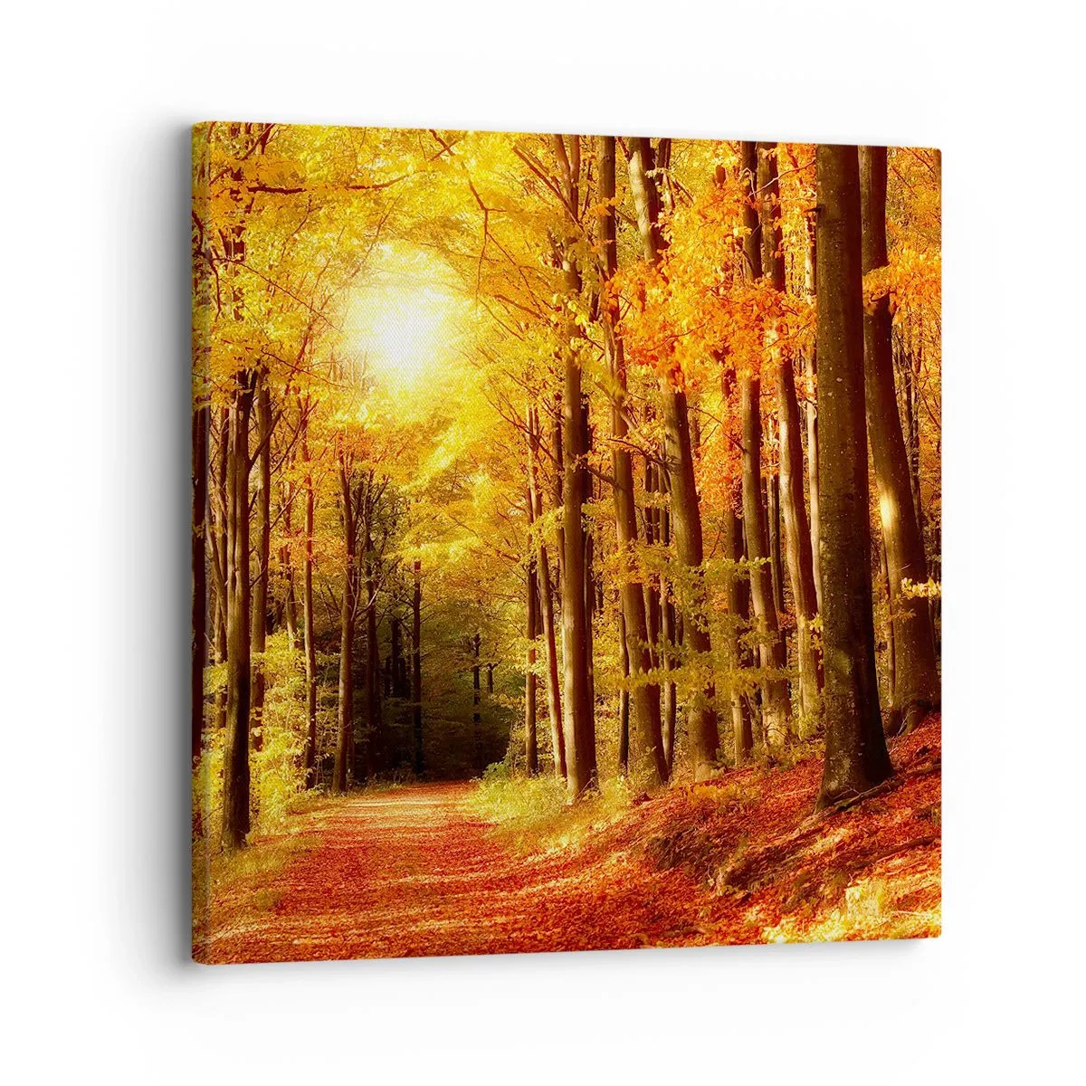 Impression sur toile - Image sur toile - Automne doré sur une route forestière - 30x30 cm