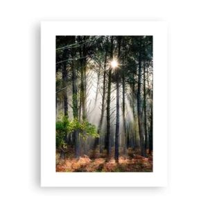 Affiche - Poster - Une zone forestière - 30x40 cm