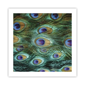 Affiche - Poster - Un regard de paon - 50x50 cm
