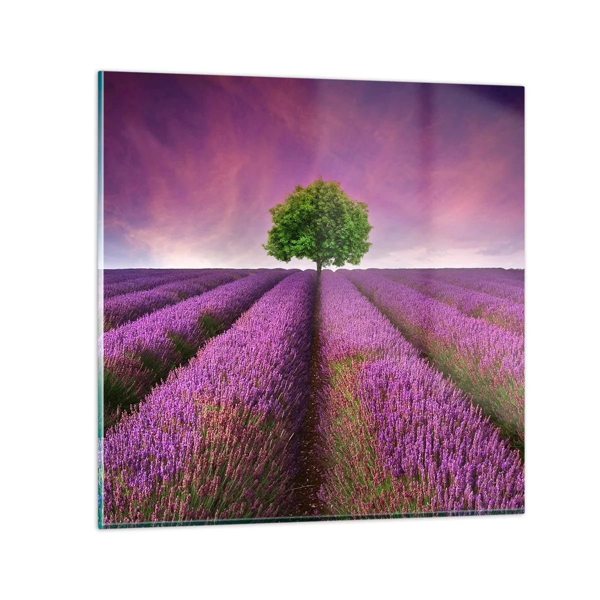 Impression sur verre - Image sur verre - Dans un champs de lavande - 30x30 cm