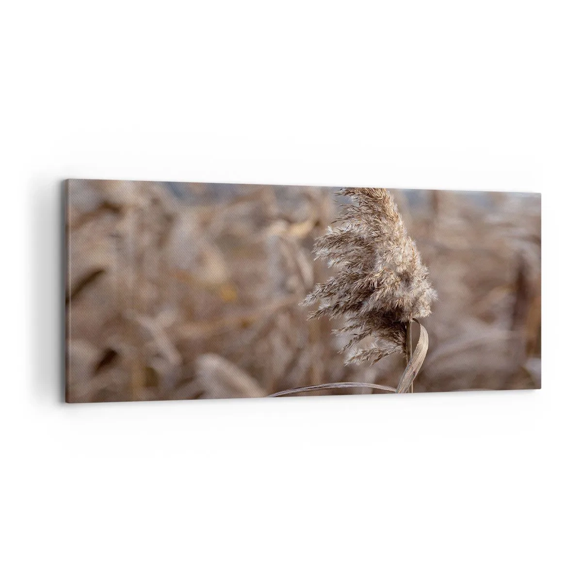 Impression sur toile - Image sur toile - Graminées délicates dans des tons beiges sur fond de nature - 120x50cm - Il est temps de s'envoler avec le vent - Décoration murale moderne pour le salon et la chambre ARTTOR