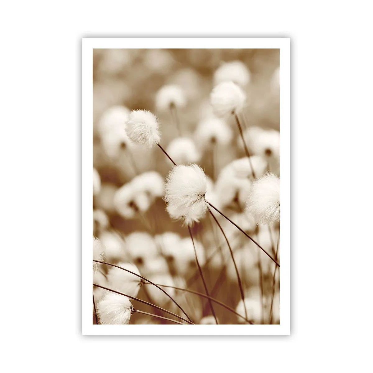 Affiche - Poster - Tige moelleuse - 70x100 cm