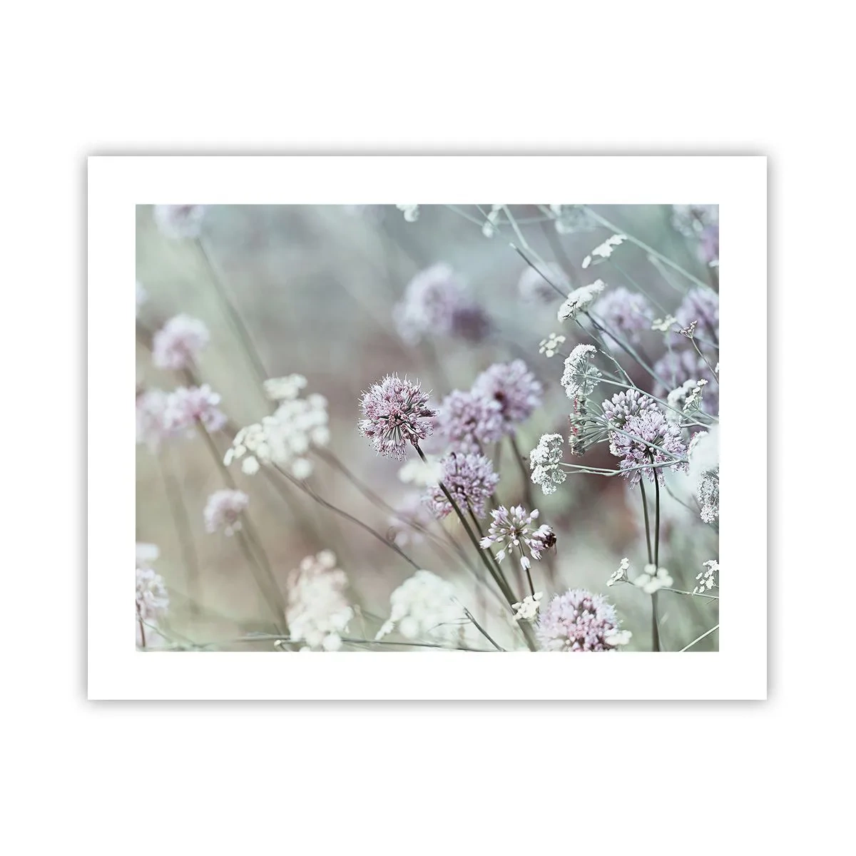 Affiche - Poster - Herbes douces en filigrane - 50x40 cm