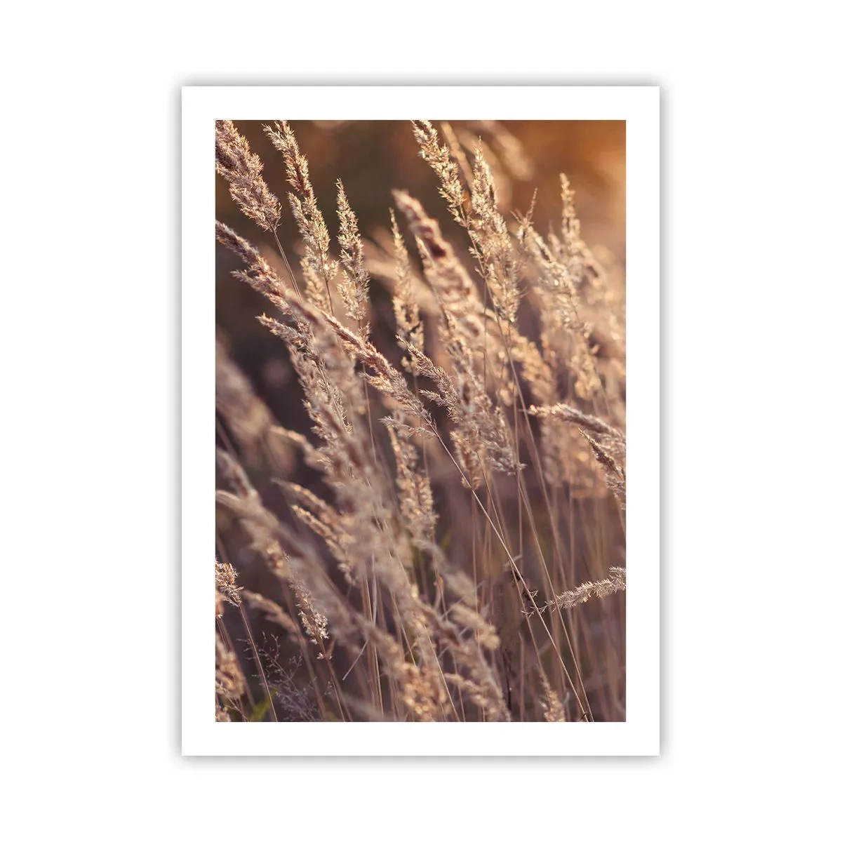 Affiche - Poster - Épis d'herbe dorés illuminés par les rayons du soleil - 50x70cm - Prêt à accueillir l'automne - Décoration murale moderne pour le salon et la chambre ARTTOR
