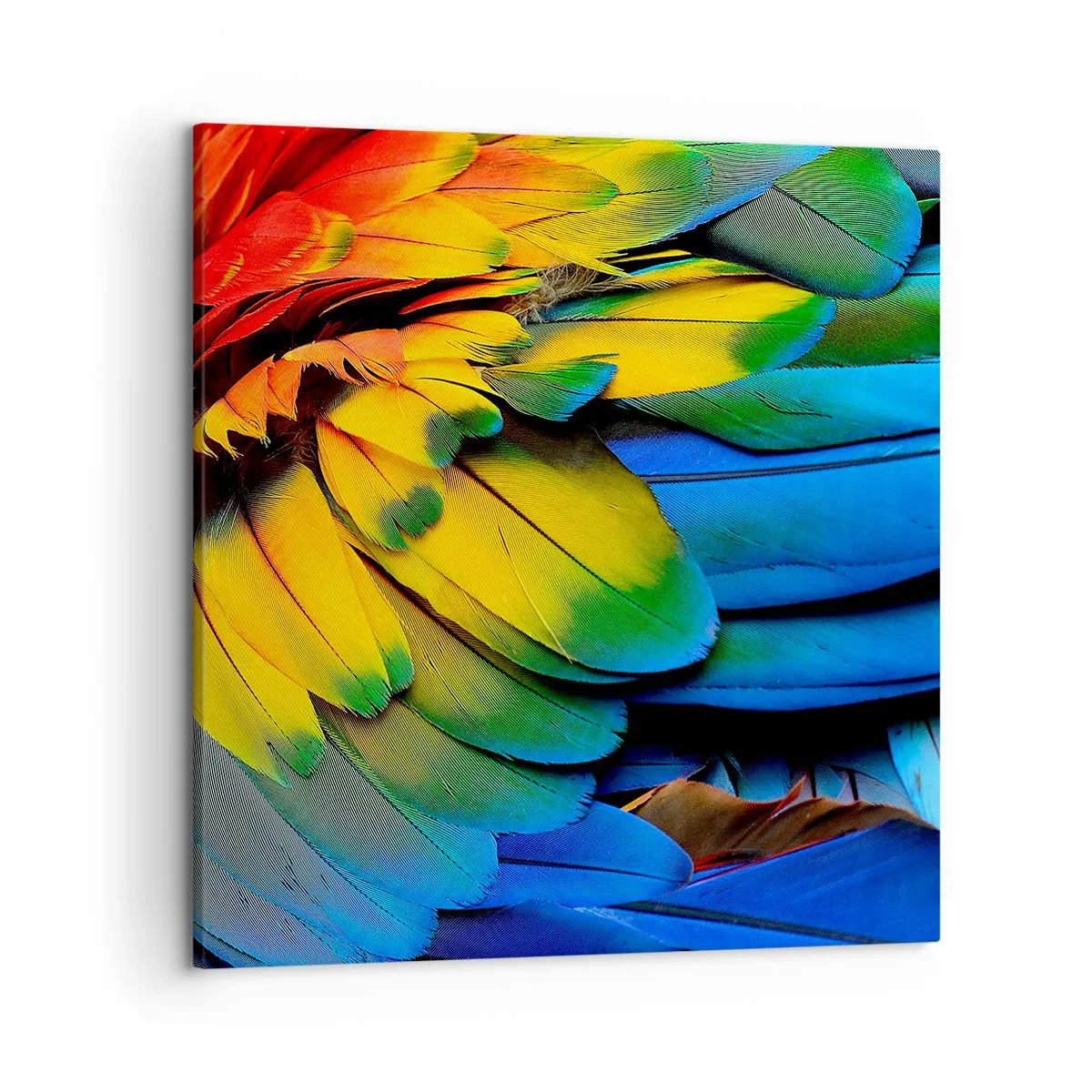 Impression sur toile - Image sur toile - Oiseau de paradis - 50x50 cm