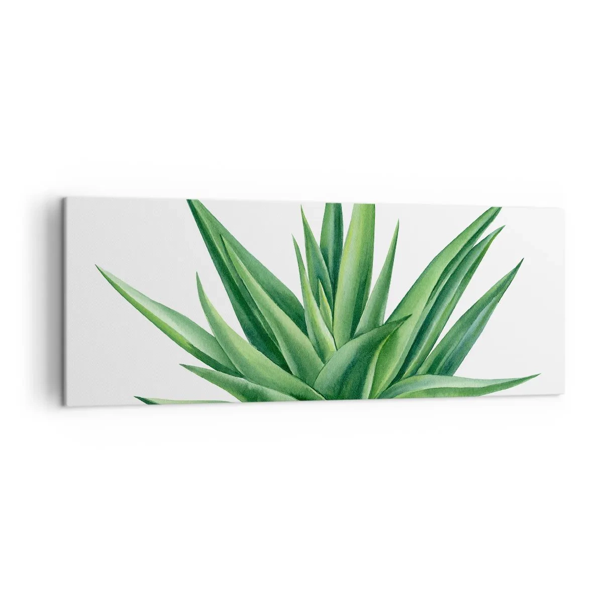 Impression sur toile - Image sur toile - Une plante verte juteuse sur fond blanc - 140x50cm - Vert – force – vie - Décoration murale moderne pour le salon et la chambre ARTTOR