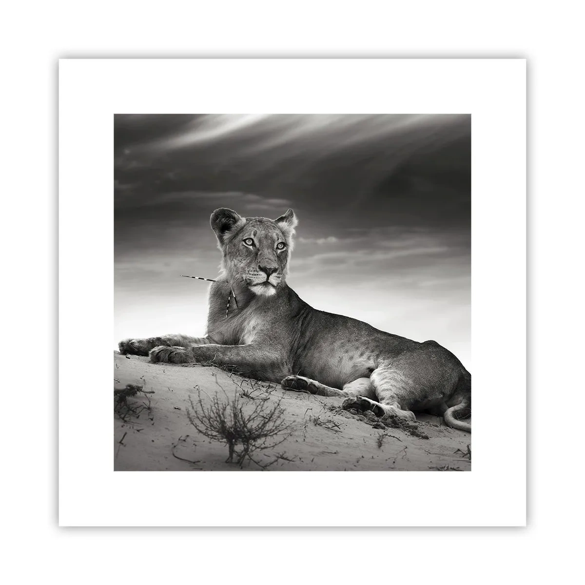 Affiche - Poster - La reine du désert reste - 30x30 cm