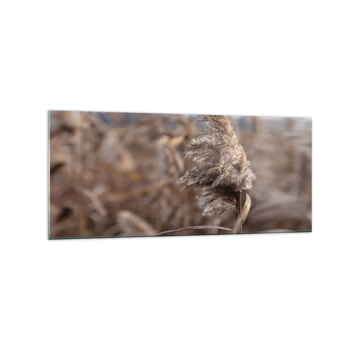 Impression sur verre - Image sur verre - Graminées délicates dans des tons beiges sur fond de nature - 120x50cm - Il est temps de s'envoler avec le vent - Décoration murale moderne pour le salon et la chambre ARTTOR