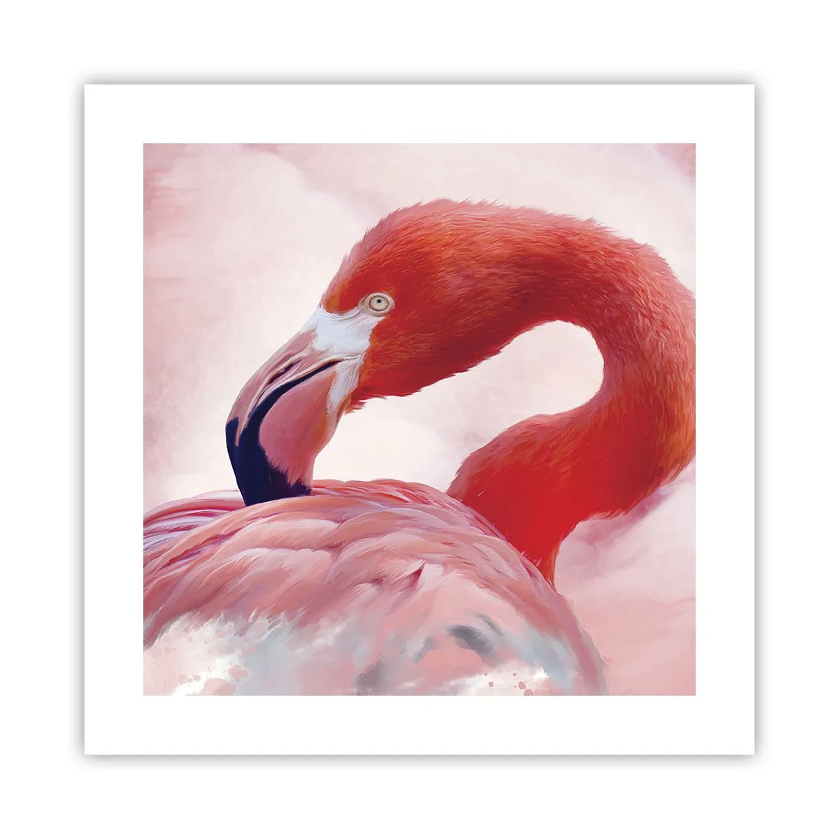 Affiche - Poster - Beauté des oiseaux - 40x40 cm