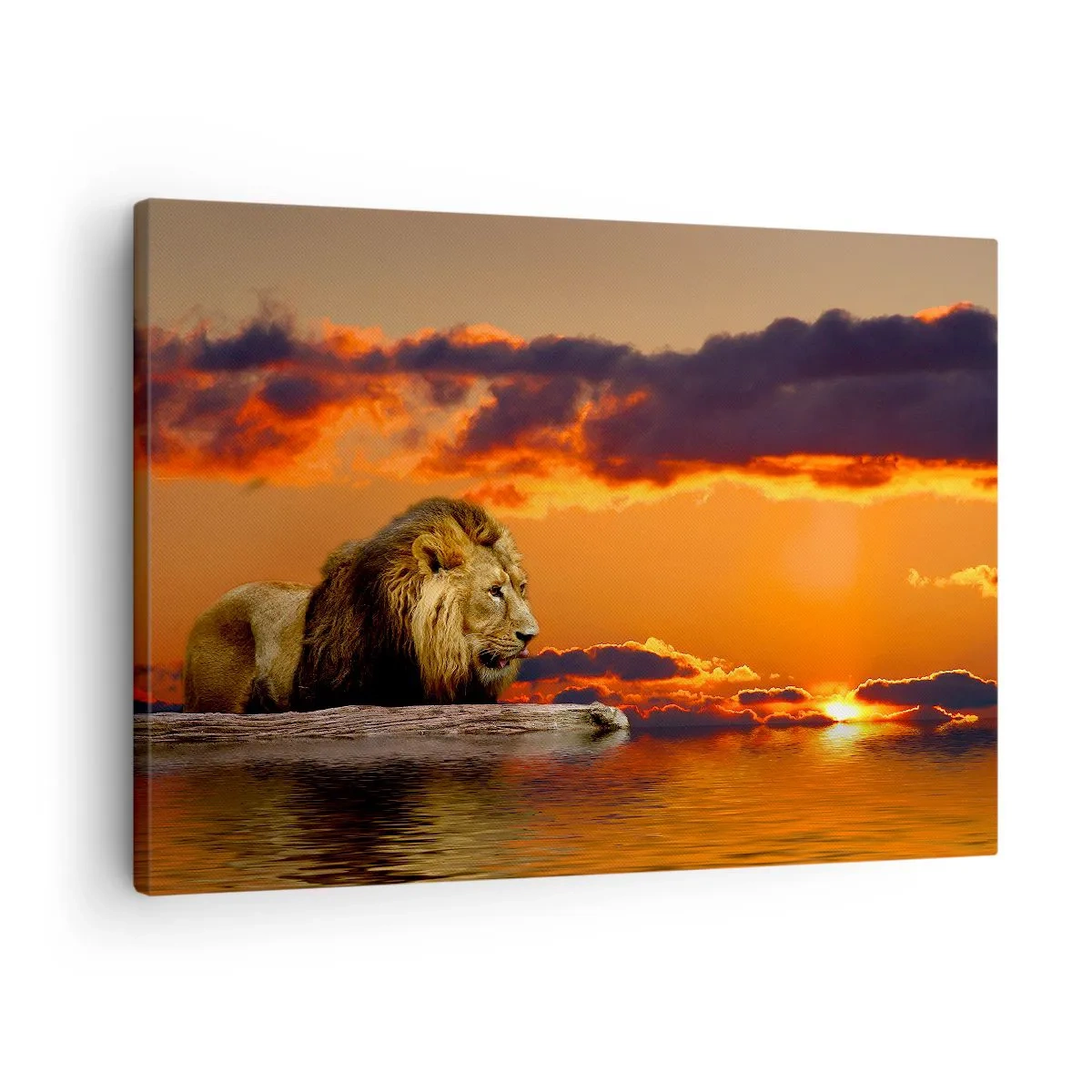 Impression sur toile - Image sur toile - Un lion se repose au bord de l'eau au coucher du soleil avec un ciel dramatique. - 70x50cm - Le roi de la nature - Décoration murale moderne pour le salon et la chambre ARTTOR