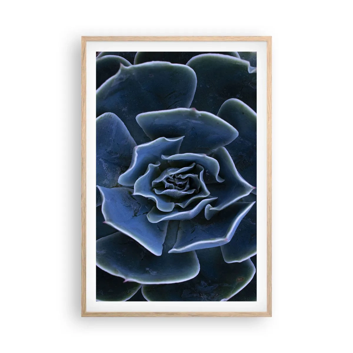 Affiche dans un chêne clair - Poster - Fleur du désert - 61x91 cm