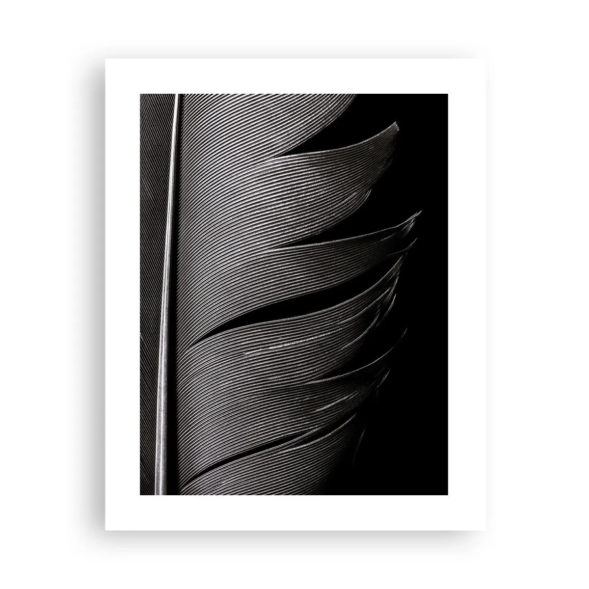 Affiche - Poster - La plume – un design magnifique - 40x50 cm
