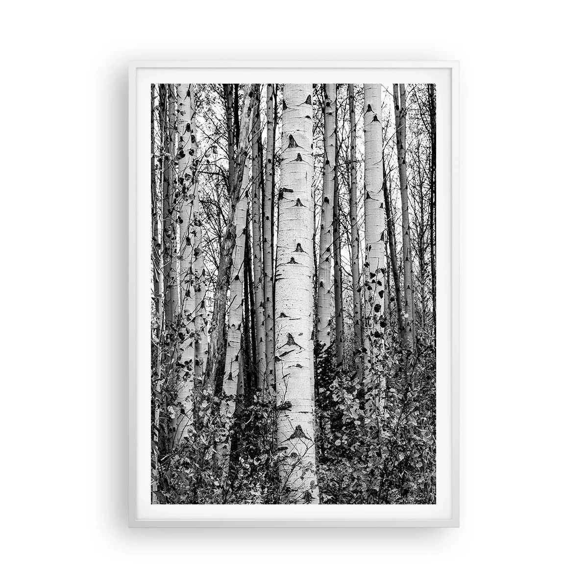 Affiche dans un cadre blanc - Poster - Enchevêtrement de bouleau - 70x100 cm