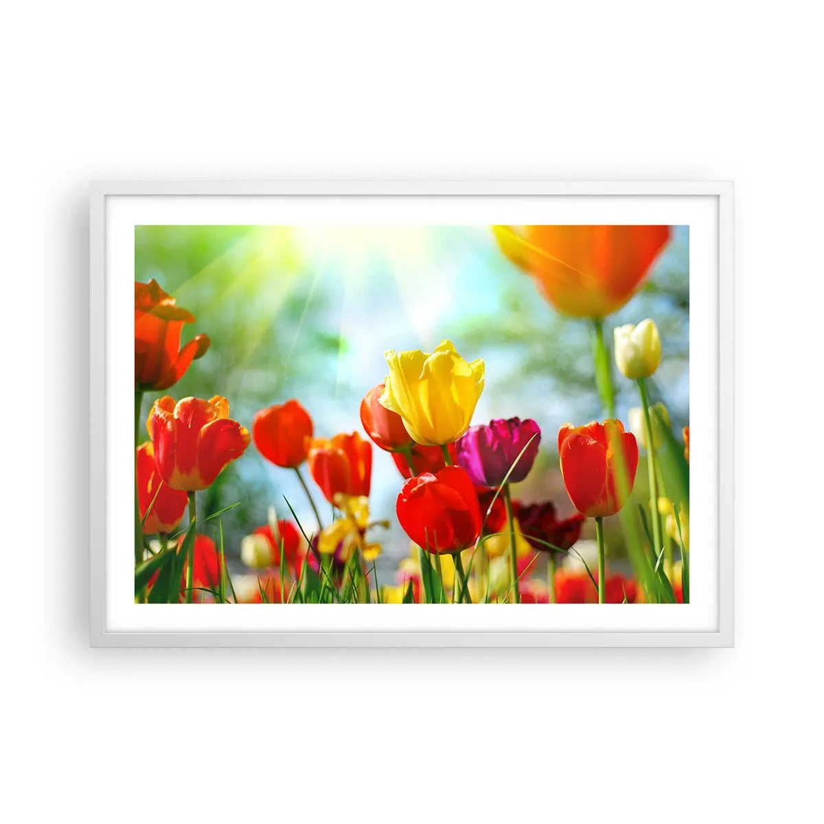 Affiche dans un cadre blanc - Poster - Toutes les couleurs du soleil - 70x50 cm