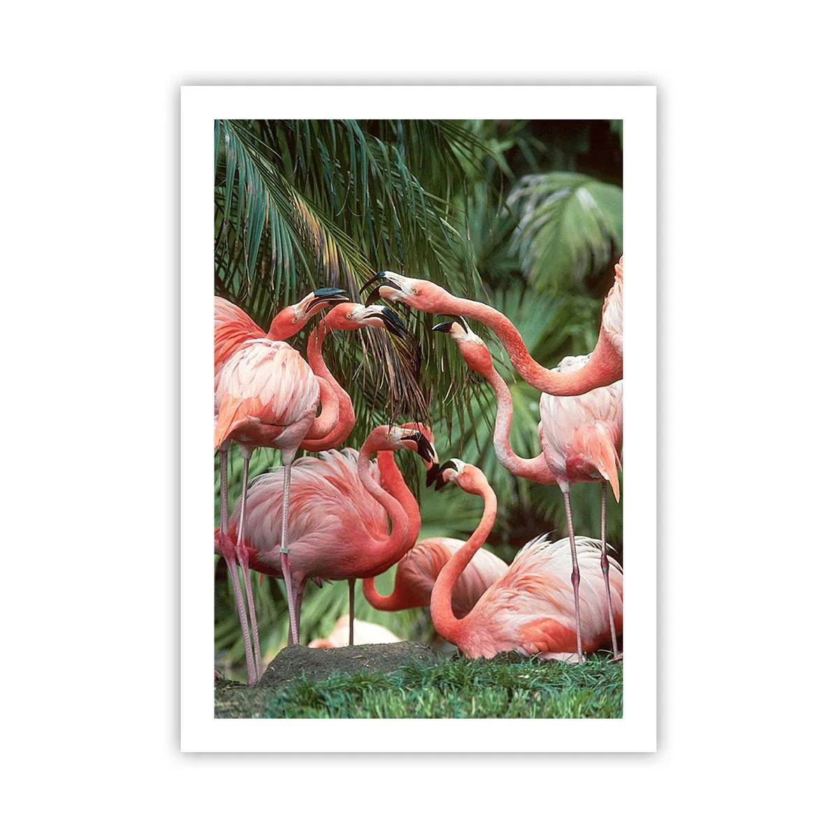 Affiche - Poster - Flamants roses dans un décor exotique de palmiers - 50x70cm - Potins d'après-midi - Décoration murale moderne pour le salon et la chambre ARTTOR