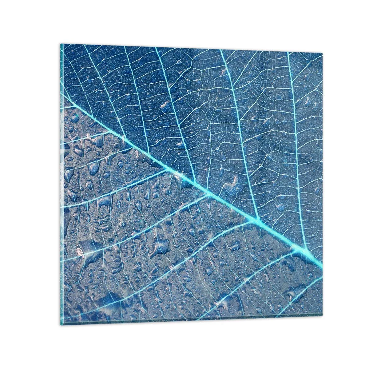 Impression sur verre - Image sur verre - La vie en bleu - 50x50 cm