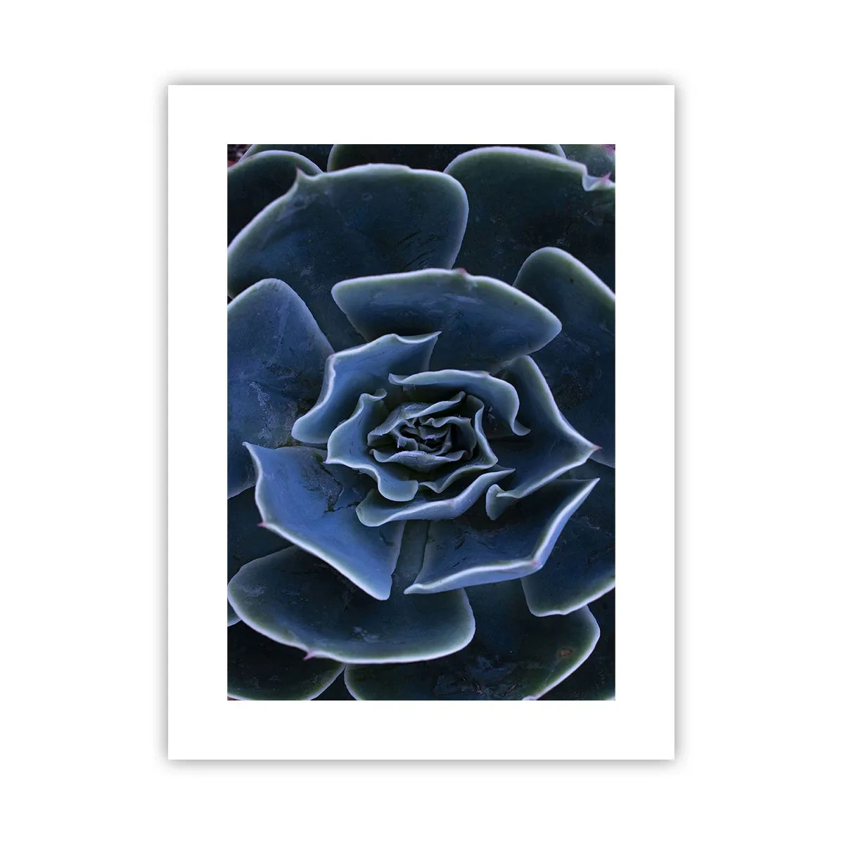 Affiche - Poster - Fleur du désert - 30x40 cm