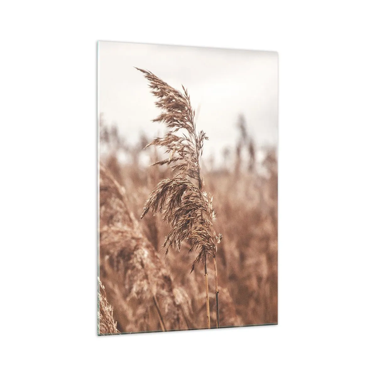 Impression sur verre - Image sur verre - Herbes dorées sur fond de paysage d'automne - 70x100cm - C'est déjà l'automne dans les champs - Décoration murale moderne pour le salon et la chambre ARTTOR