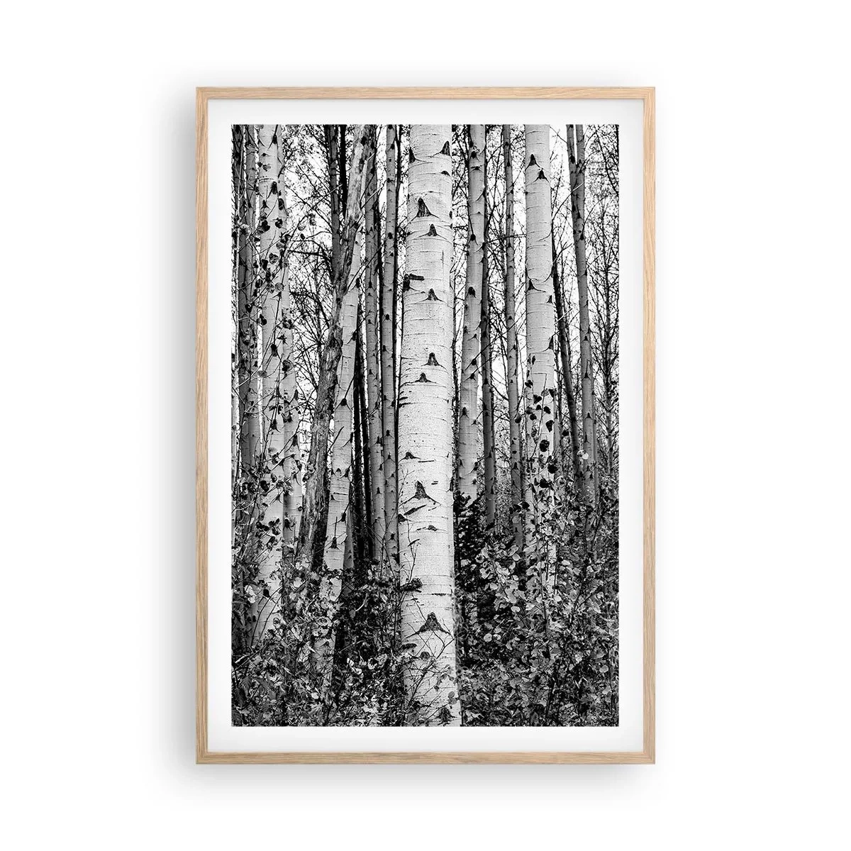 Affiche dans un chêne clair - Poster - Enchevêtrement de bouleau - 61x91 cm