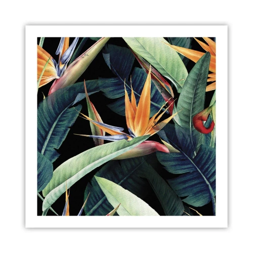 Affiche - Poster - Fleurs flamboyantes des tropiques - 60x60 cm