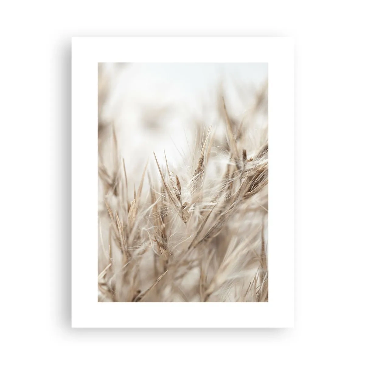 Affiche - Poster - Prairie et vent - 30x40 cm