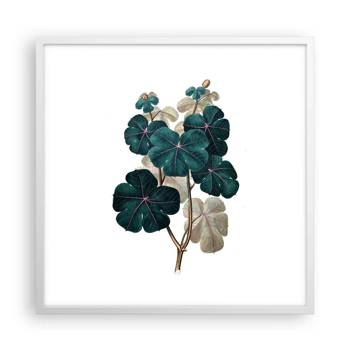Affiche dans un cadre blanc - Poster - De l'ancien herbier - 60x60 cm