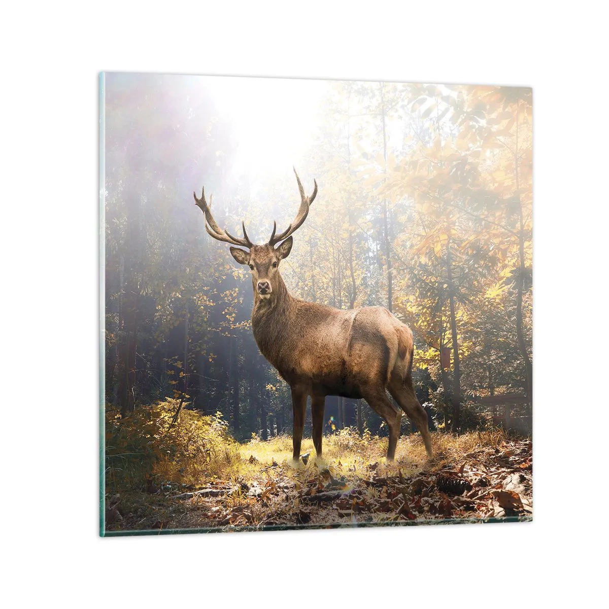 Impression sur verre - Image sur verre - Toute sa majesté - 50x50 cm