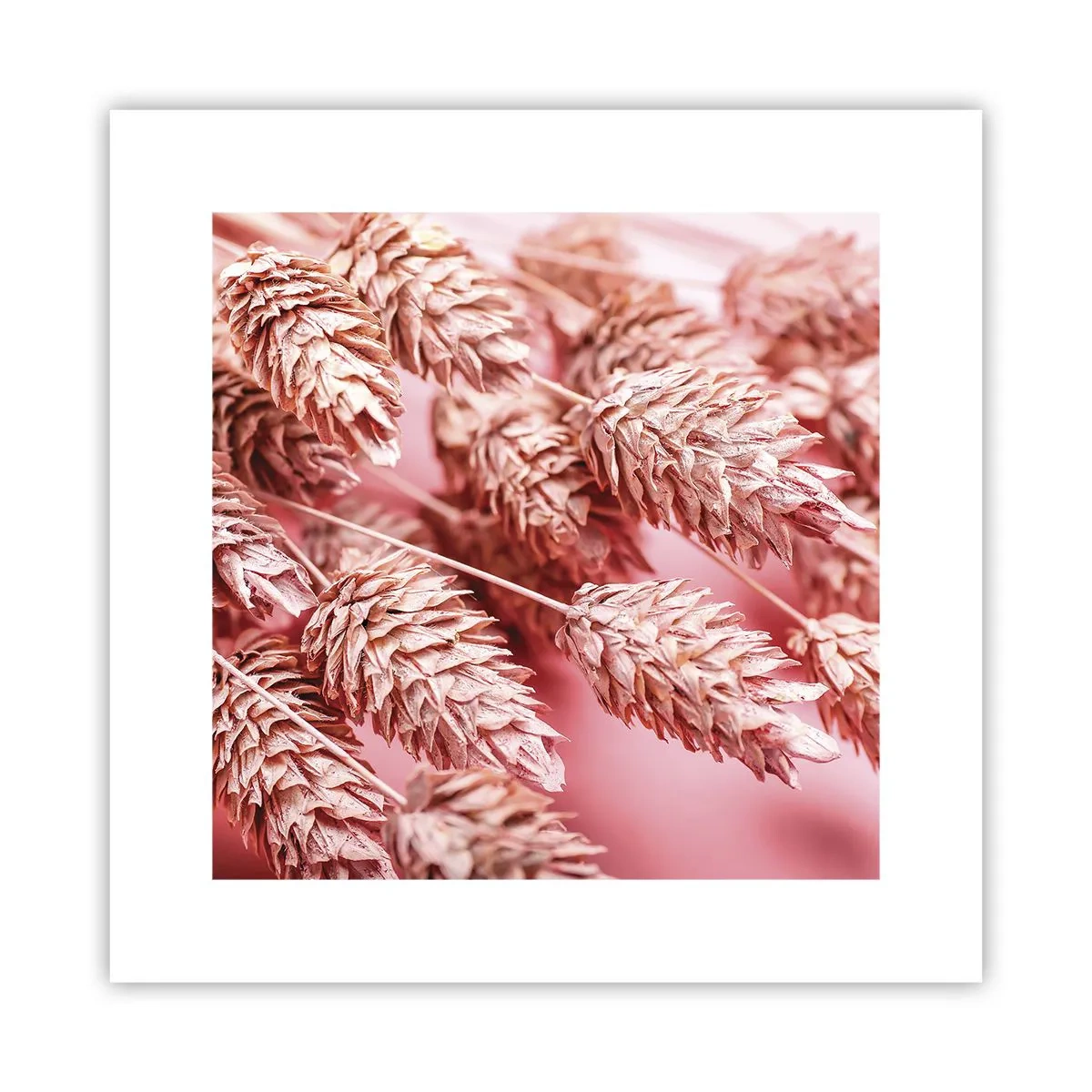 Affiche - Poster - Une cascade florale en rose - 30x30 cm
