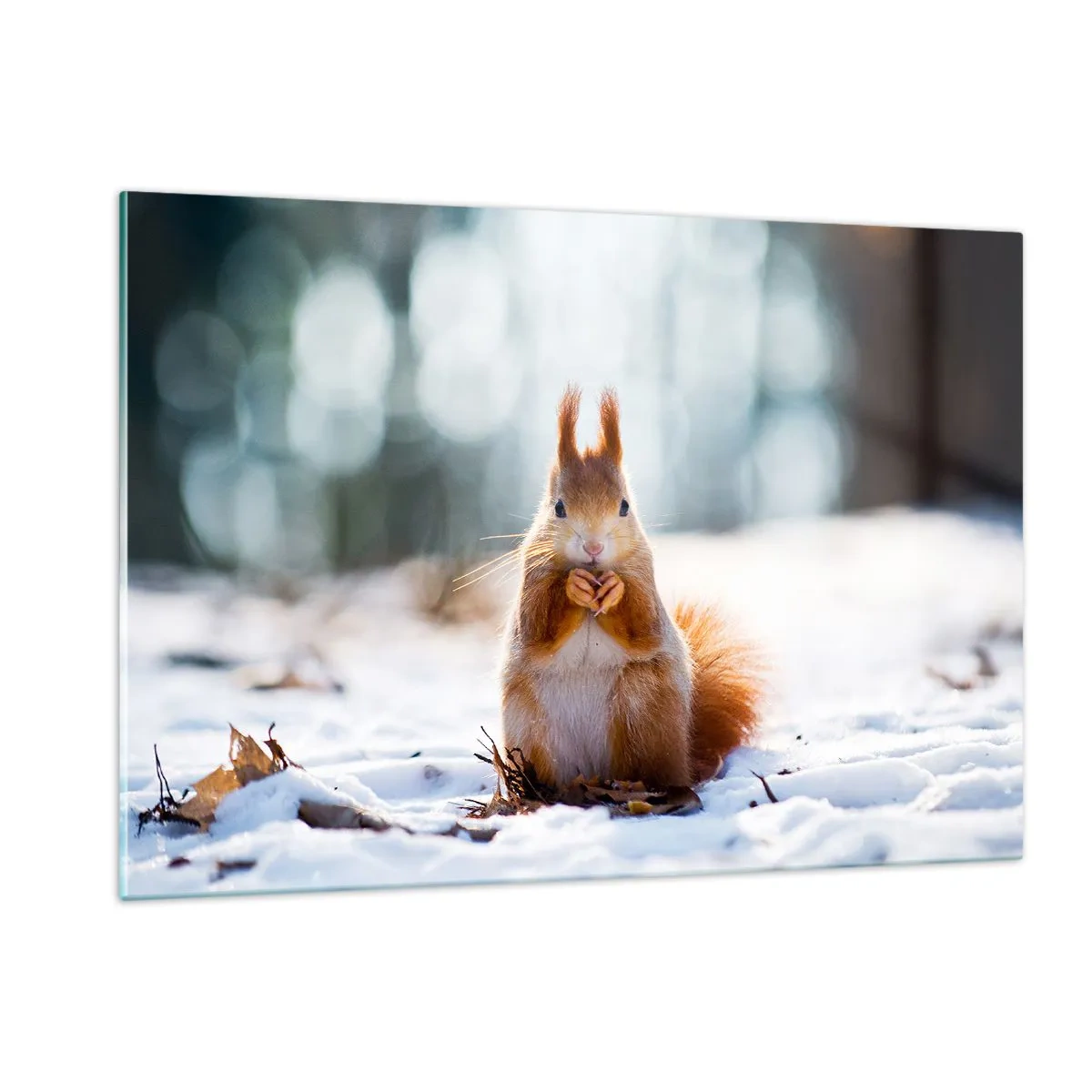 Impression sur verre - Image sur verre - Écureuil dans la neige avec une noix dans la forêt d'hiver - 120x80cm - Qu'est ce que tu regardes comme ça? - Décoration murale moderne pour le salon et la chambre ARTTOR