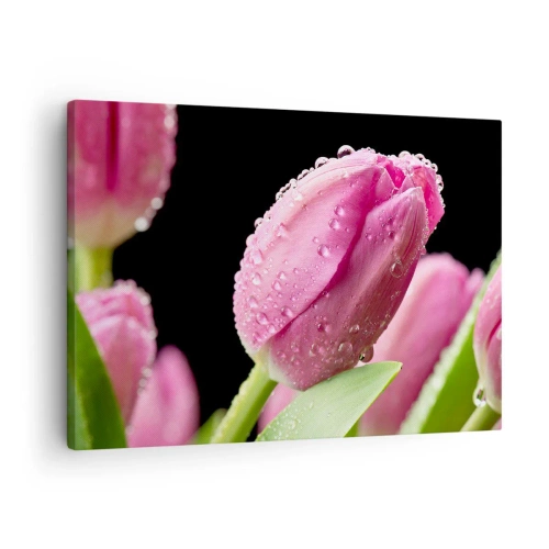 Impression sur toile - Image sur toile - Tulipe rose avec des gouttes d'eau sur fond noir - 70x50cm - Rêve de lilas dans la rosée - Décoration murale moderne pour le salon et la chambre ARTTOR