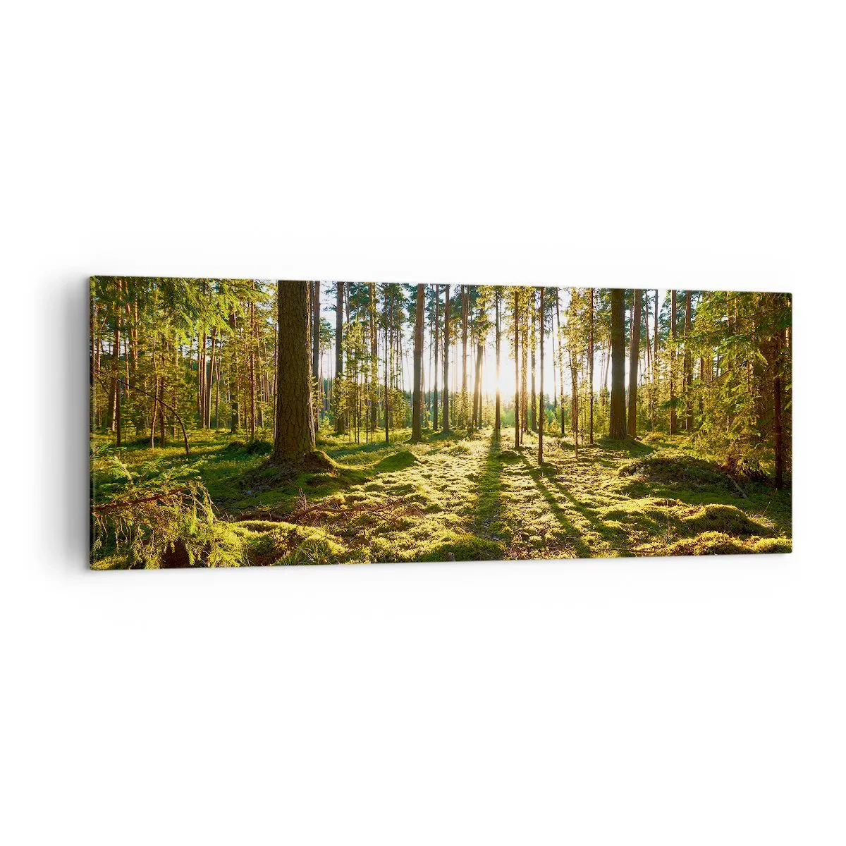 Impression sur toile - Image sur toile - Forêt verte illuminée par la lumière du soleil sur la mousse - 140x50cm - … Derrière les sept forêts - Décoration murale moderne pour le salon et la chambre ARTTOR