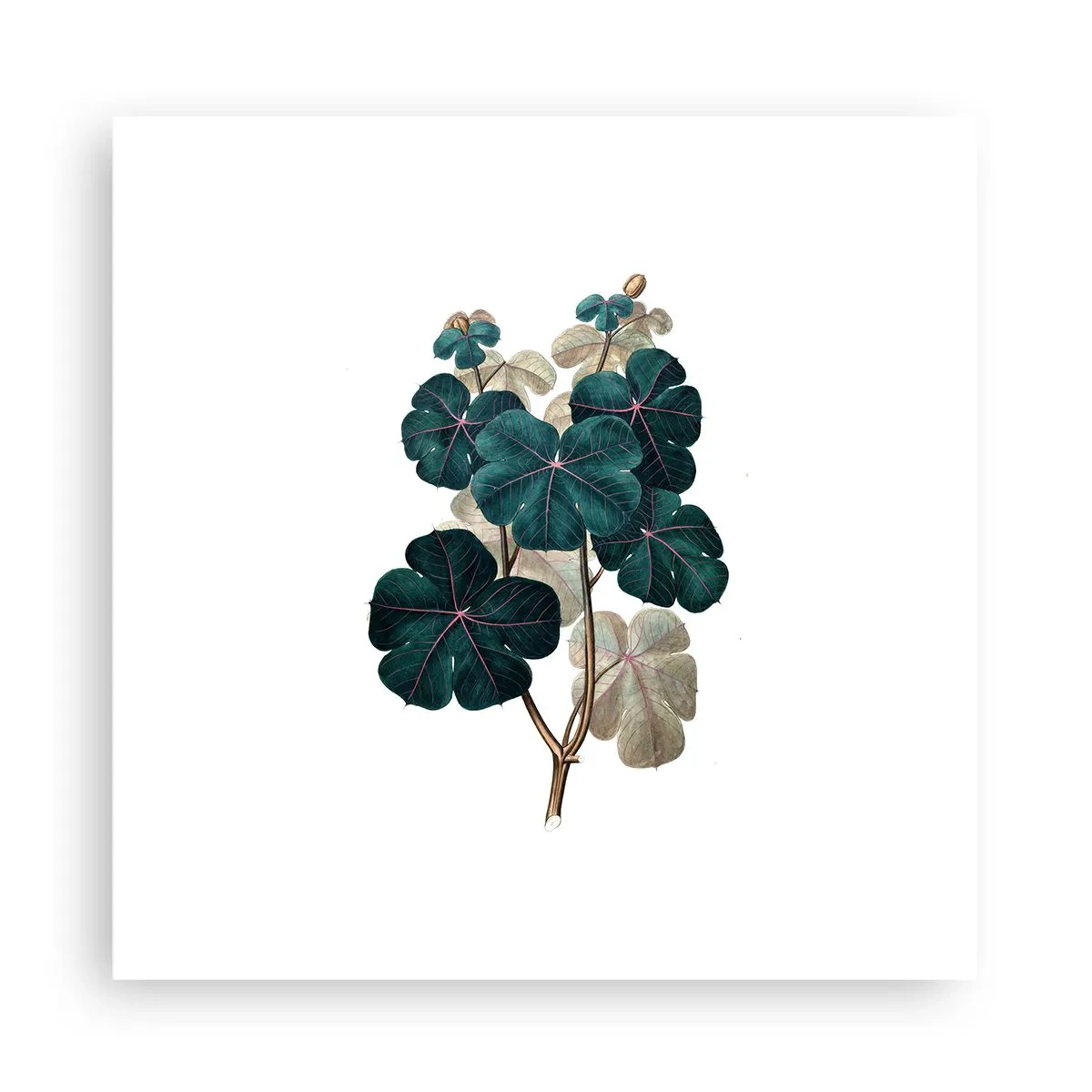 Affiche - Poster - De l'ancien herbier - 30x30 cm