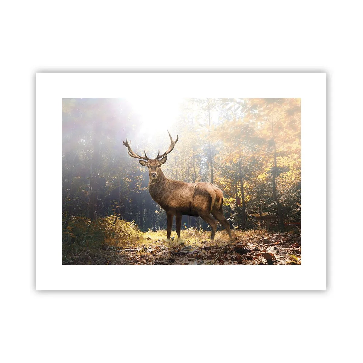 Affiche - Poster - Toute sa majesté - 40x30 cm