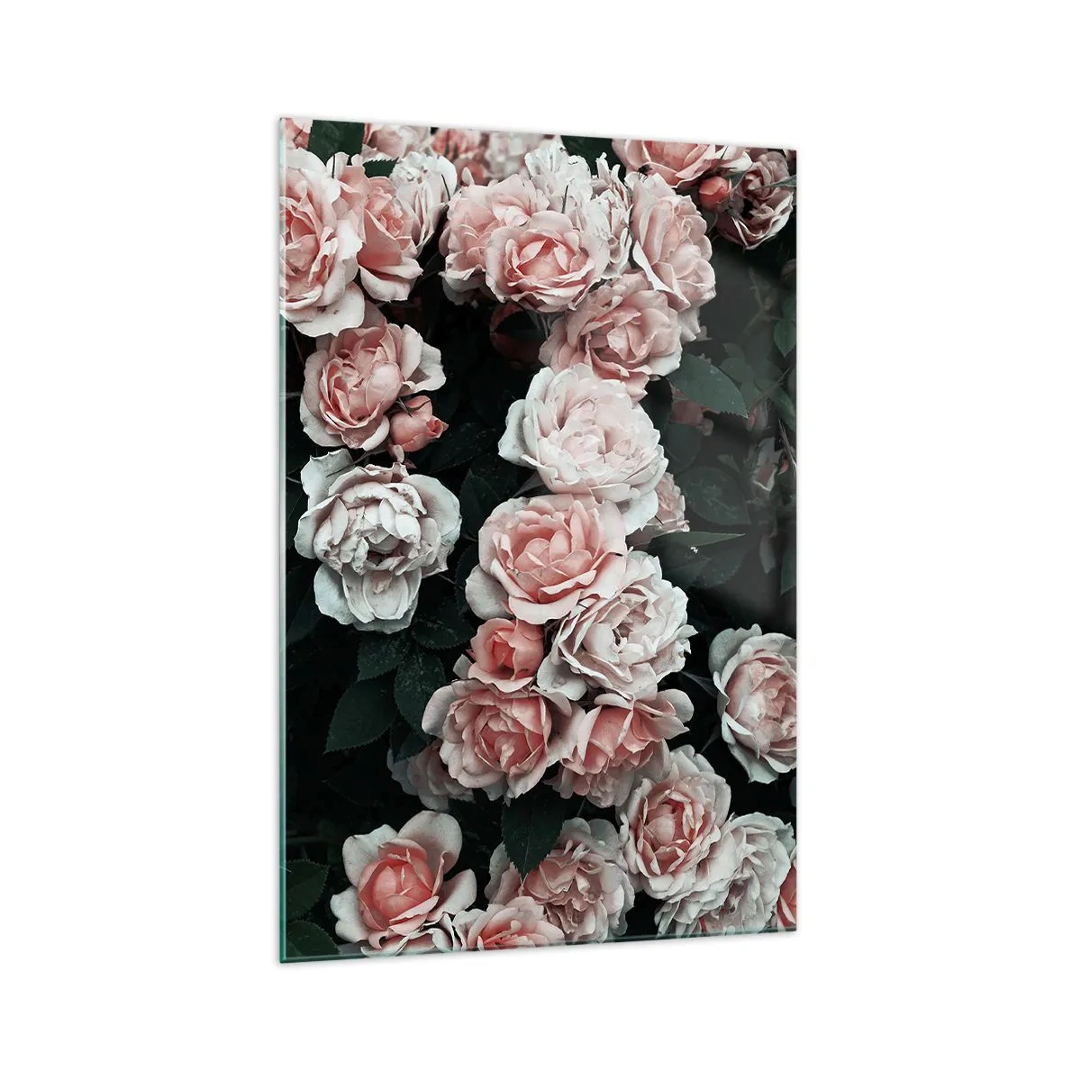 Impression sur verre - Image sur verre - Roses roses sur fond sombre dans une composition subtile - 70x100cm - Ensemble de rose - Décoration murale moderne pour le salon et la chambre ARTTOR
