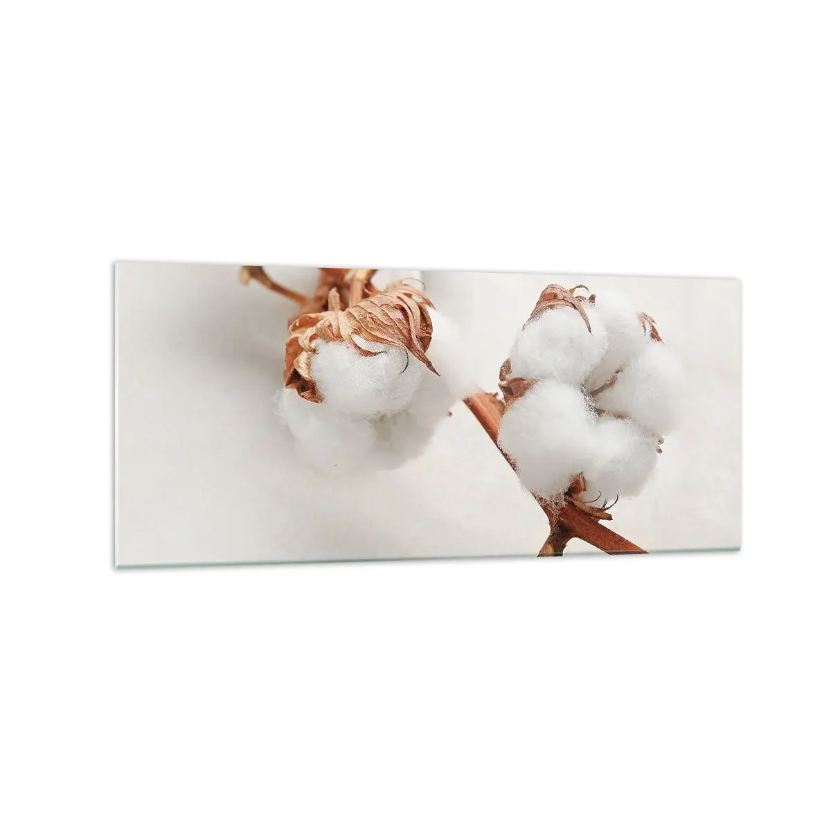 Impression sur verre - Image sur verre - Un brin de coton sur un fond subtil - 120x50cm - Seulement caliner - Décoration murale moderne pour le salon et la chambre ARTTOR