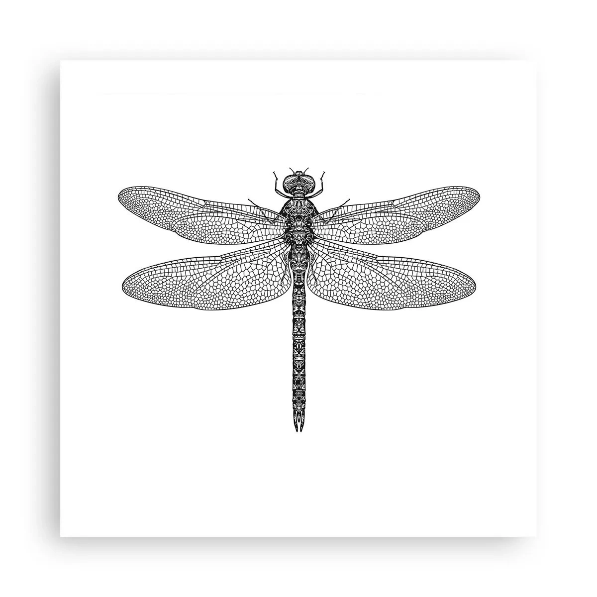 Affiche - Poster - Précision de la nature - 50x50 cm