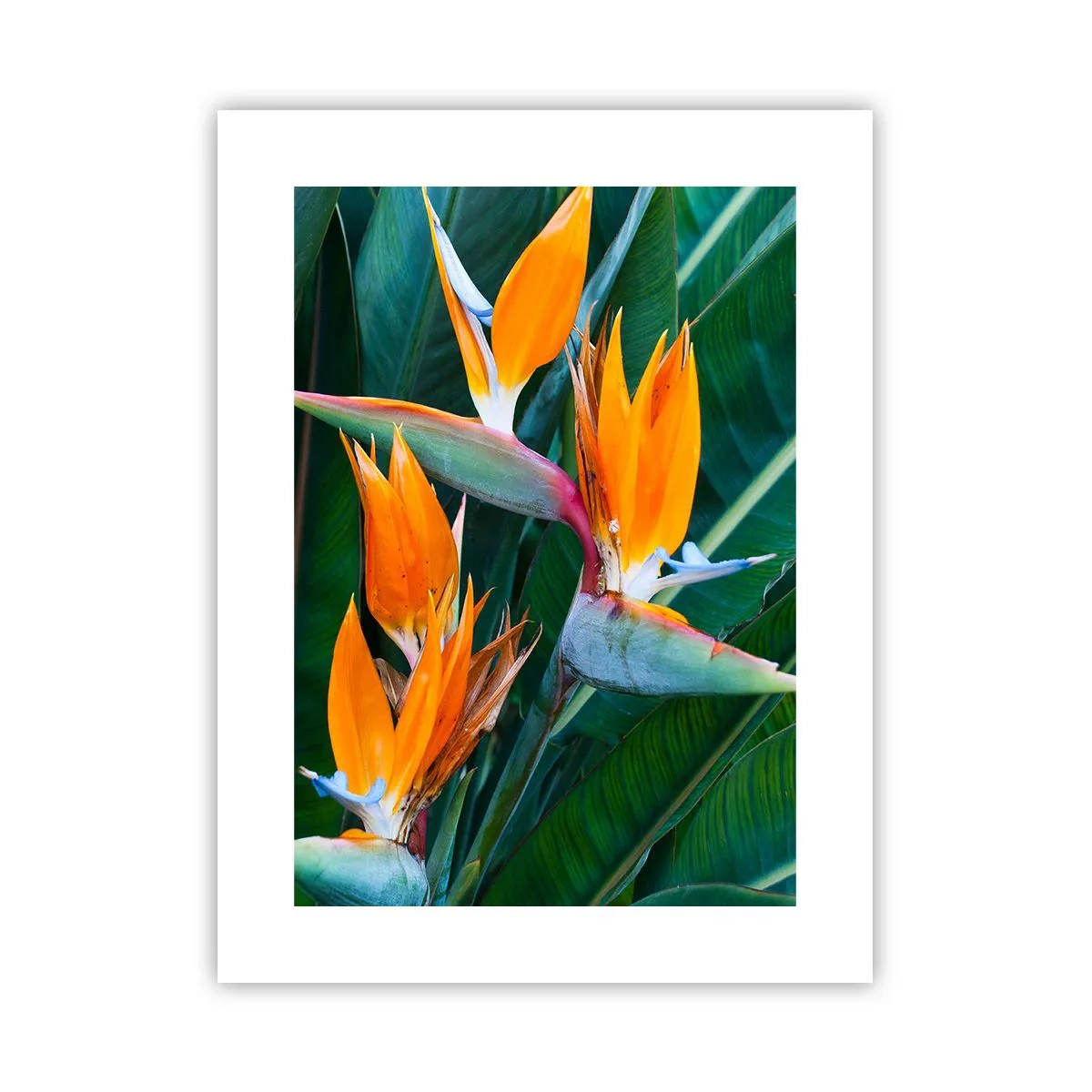 Affiche - Poster - Est-ce une fleur, est-ce un oiseaux? - 30x40 cm