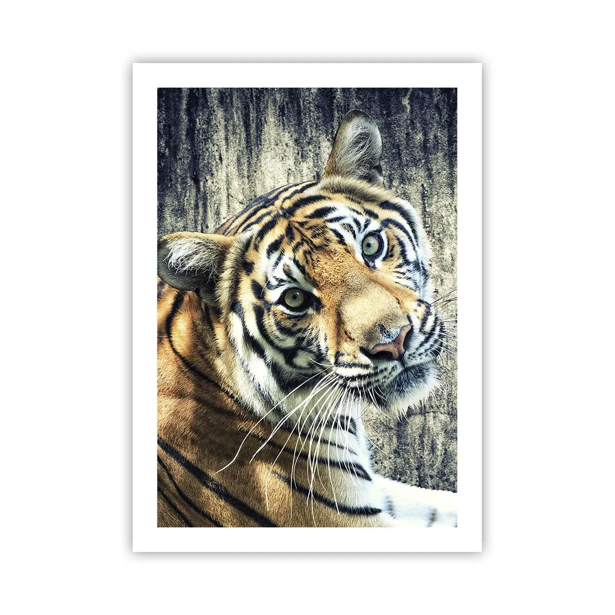 Affiche - Poster - Gros plan d'un tigre contre un mur naturel - 50x70cm - Portrait dans les flots de lumière - Décoration murale moderne pour le salon et la chambre ARTTOR
