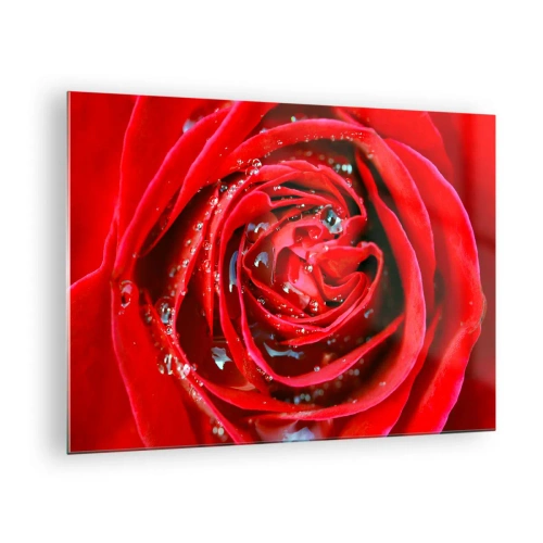 Impression sur verre - Image sur verre - Gros plan d'une rose rouge avec des gouttes de rosée - 70x50cm - Dans les gouttes de rosée - Décoration murale moderne pour le salon et la chambre ARTTOR
