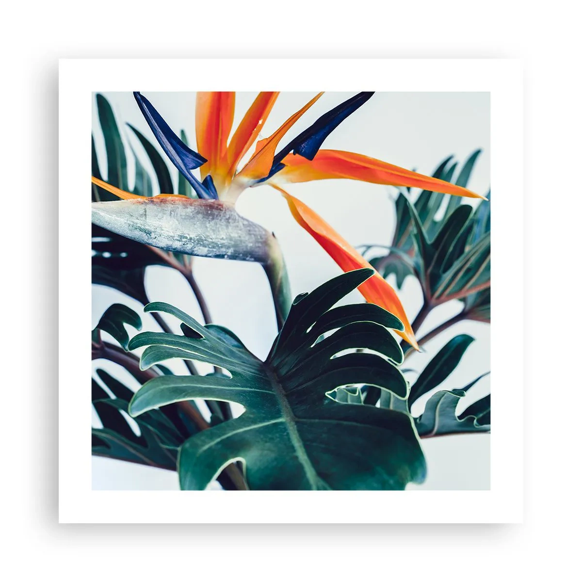 Affiche - Poster - Le buisson oiseaux - 50x50 cm