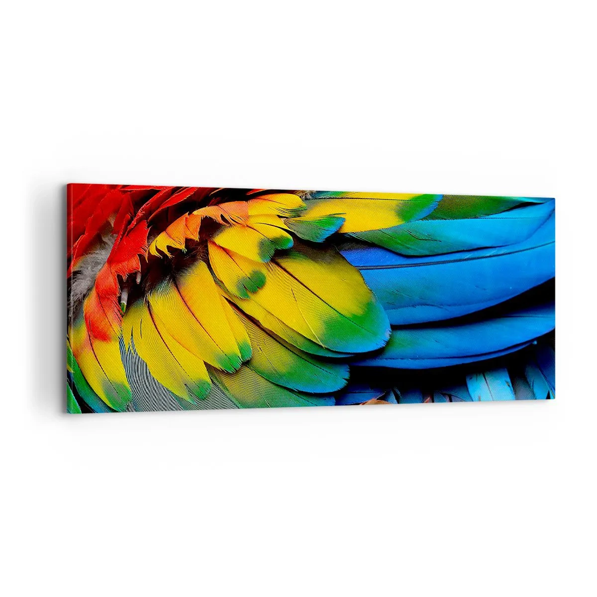 Impression sur toile - Image sur toile - Oiseau de paradis - 100x40 cm