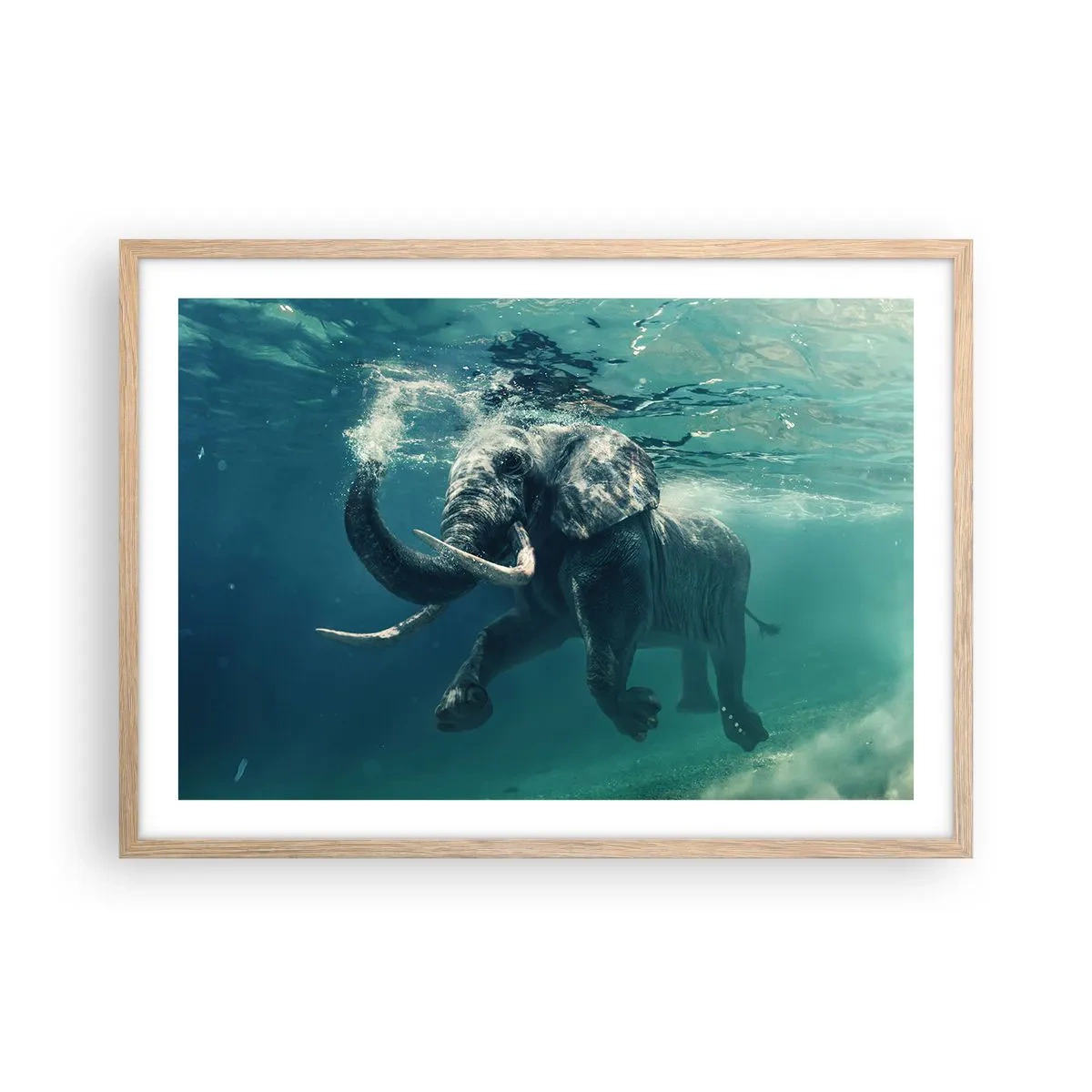 Affiche dans un chêne clair - Poster - Tout le monde aime nager - 70x50 cm
