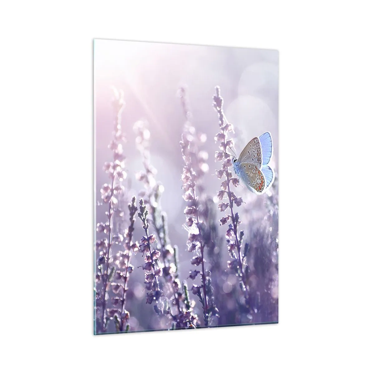 Impression sur verre - Image sur verre - Un papillon dans un champ de lavande au soleil - 50x70cm - Baiser de papillon - Décoration murale moderne pour le salon et la chambre ARTTOR